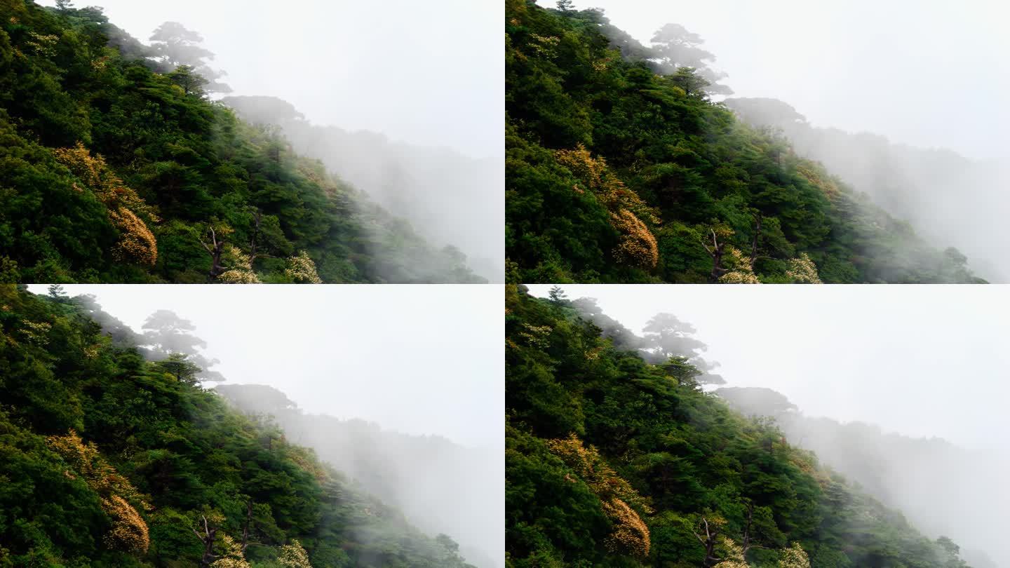 山雾 风景
