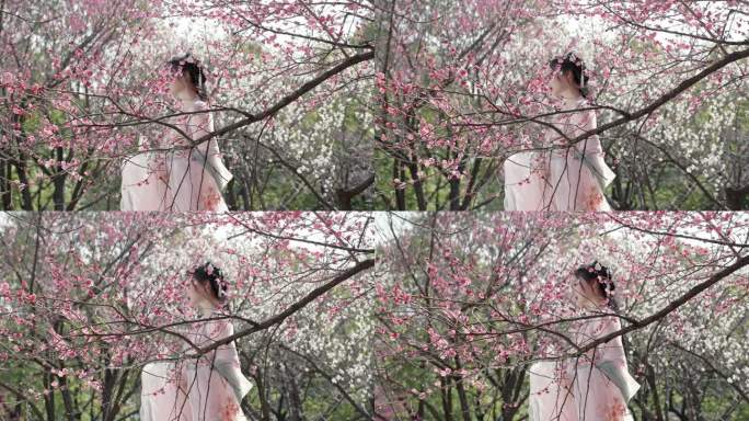 梅花树下拍照的古典美女