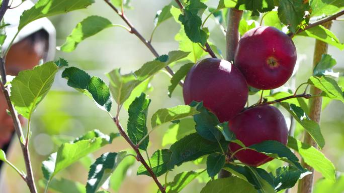 红苹果特产种植业 新鲜采摘 苹果未成熟