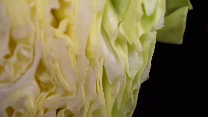 【镜头合集】嘎达白圆白菜包菜蔬菜 (2)
