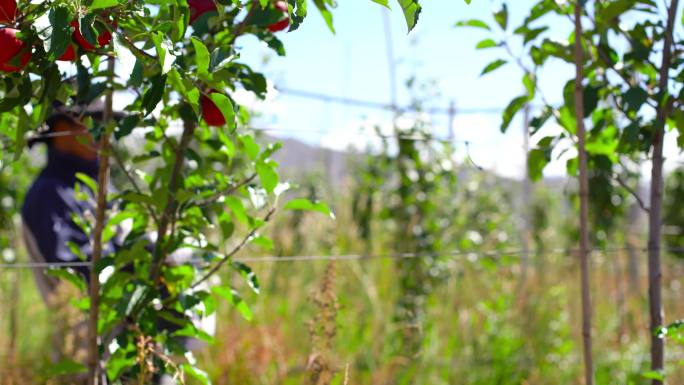 苹果树 苹果熟了 绿水青山就是金山银山