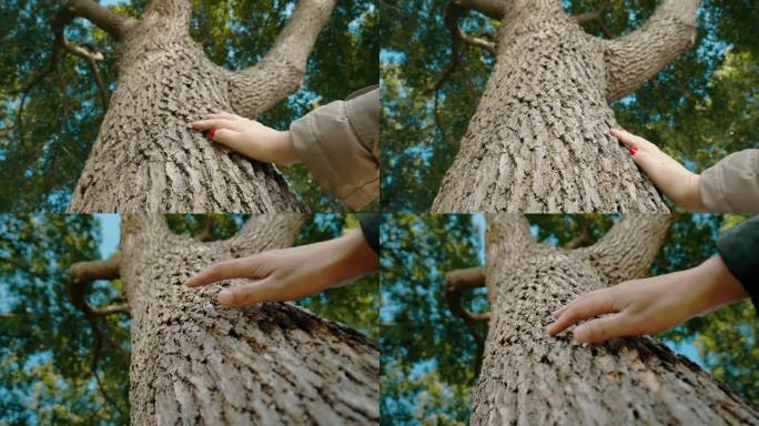 手指触摸大自然，手摸树干，手摸大树