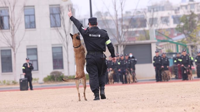 警犬训练慢镜头 警察节