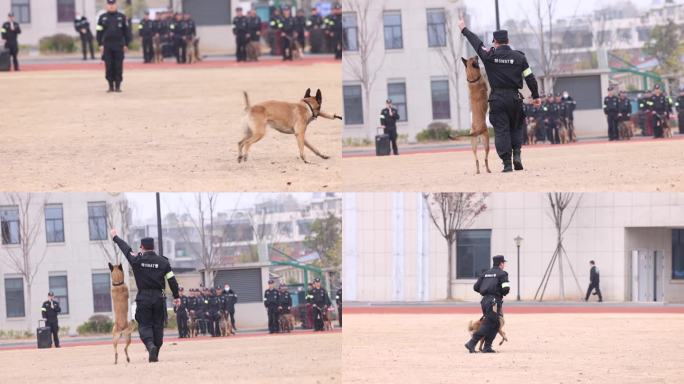警犬训练慢镜头 警察节