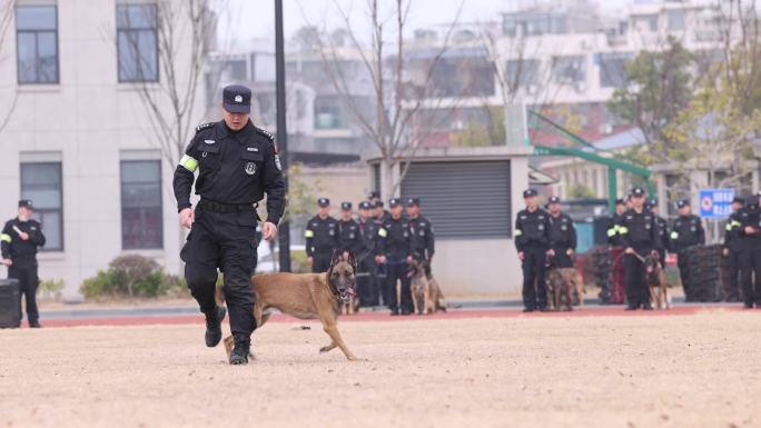 警犬训练胯下随行胯下钻行升格慢镜头特写