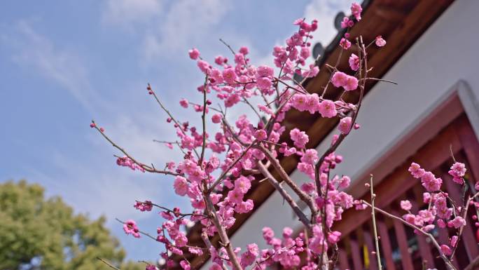 庭院梅花 中式园景