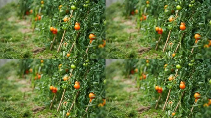 摘蔬菜 红番茄蔬菜水果 青番茄 三农农产