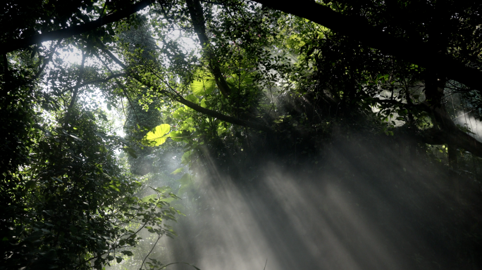 4k 热带雨林 植物光影 丁达尔光 仙境