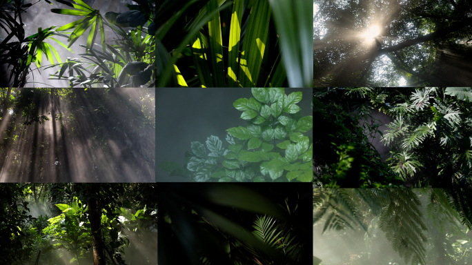 4k 热带雨林 植物光影 丁达尔光 仙境