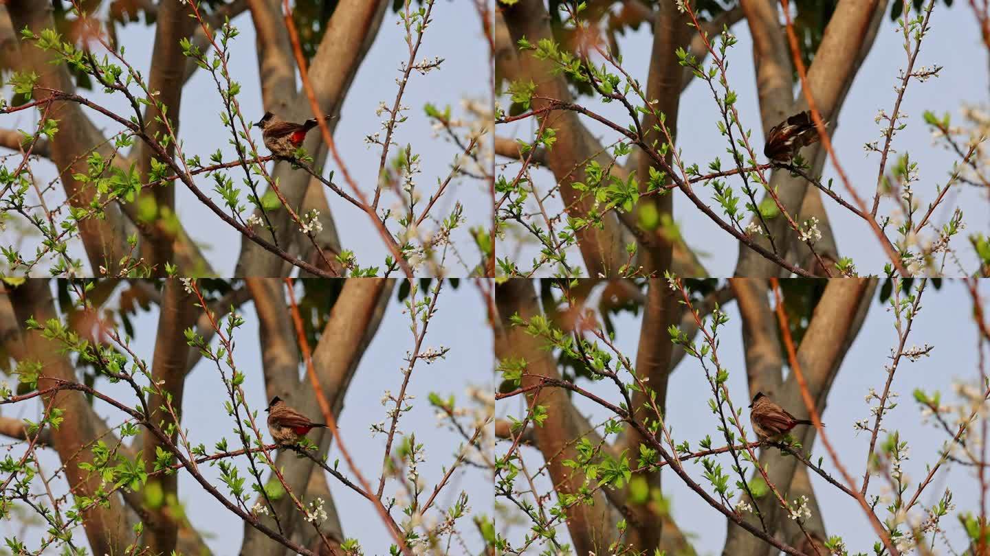 春天树上的小鸟