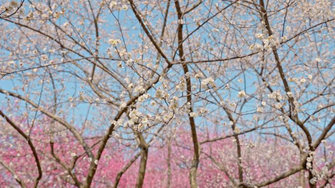 梅花空镜头