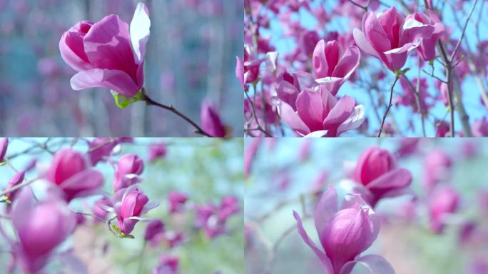 春天阳光下的玉兰花紫色绽放