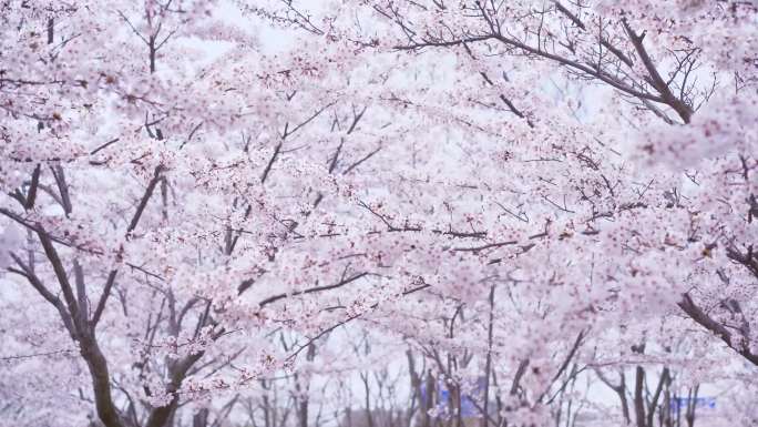 青岛高新区宣传片素材春景4k航拍春天樱花