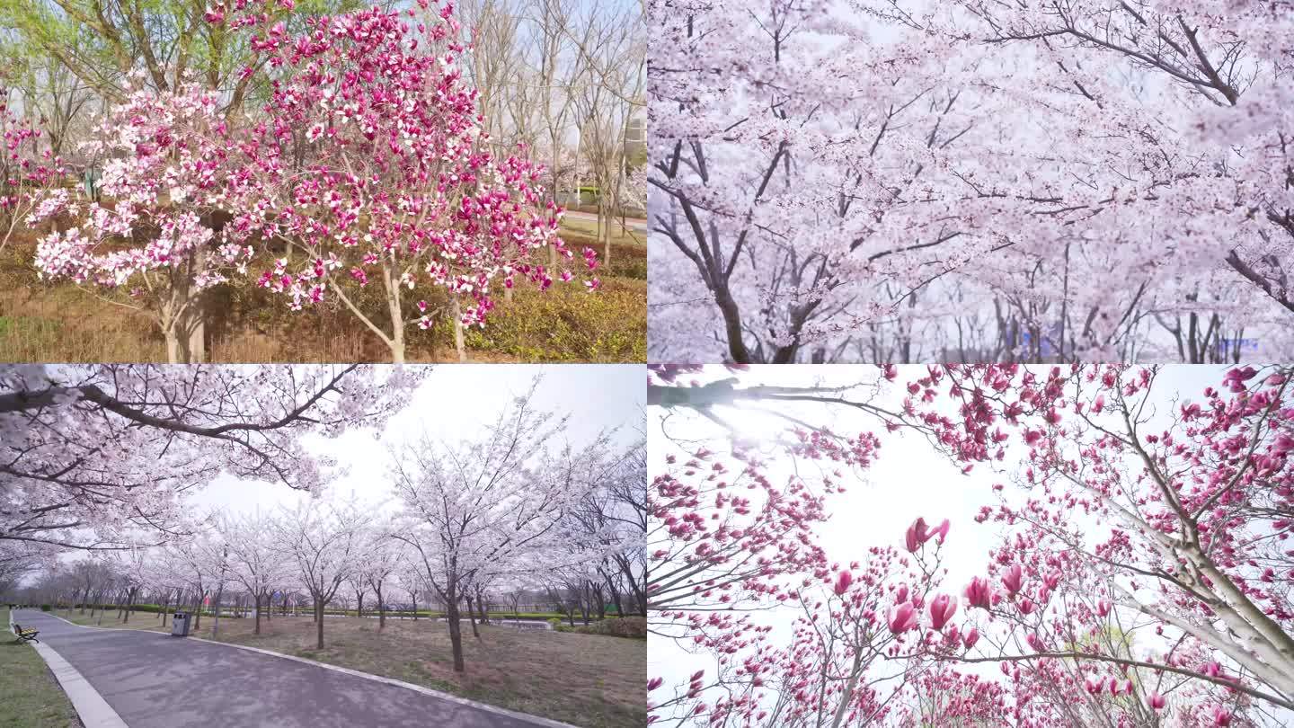 青岛高新区宣传片素材春景4k航拍春天樱花