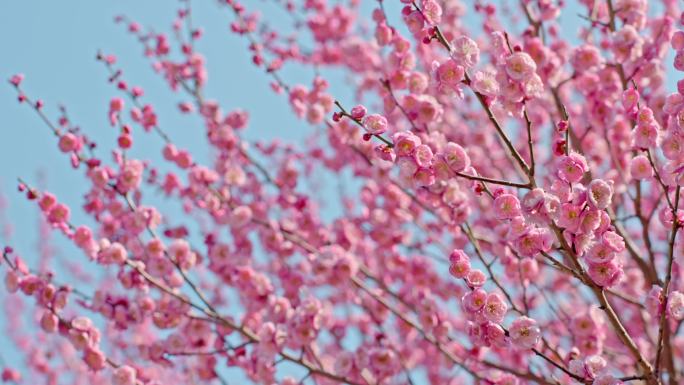 梅花 空镜头