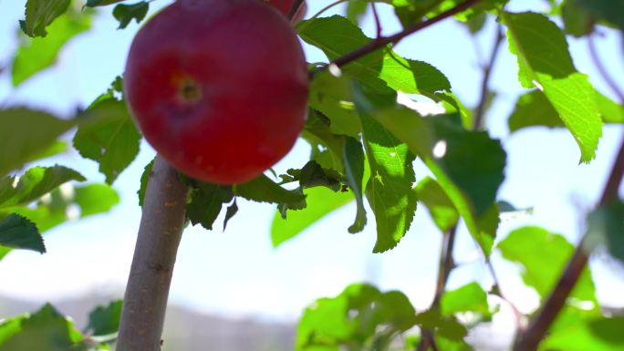 无农药苹果 天然苹果 高原苹果 香甜苹果