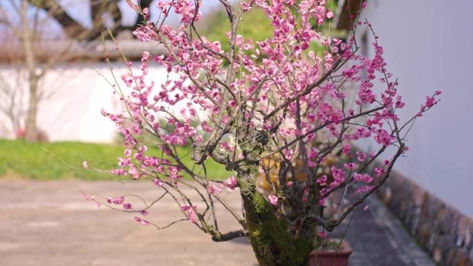 院墙内的梅花盆景