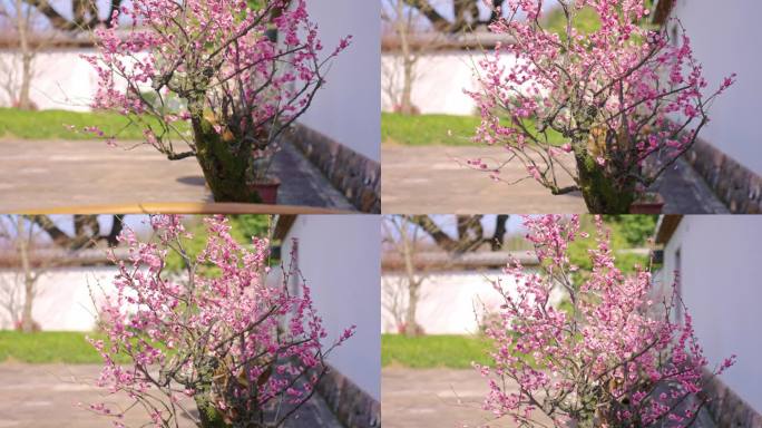 院墙内的梅花盆景