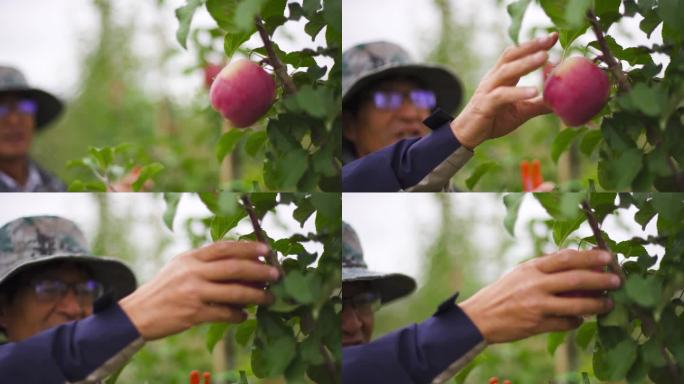 苹果特写 苹果收获 苹果采摘