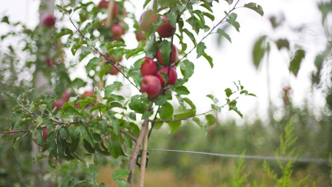 农业就业 苹果林 苹果上的露珠