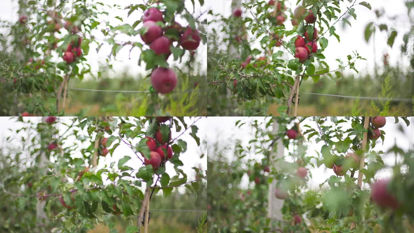 农业就业 苹果林 苹果上的露珠