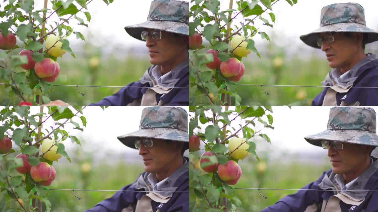 苹果树 苹果熟了 农业扶贫 果业扶贫