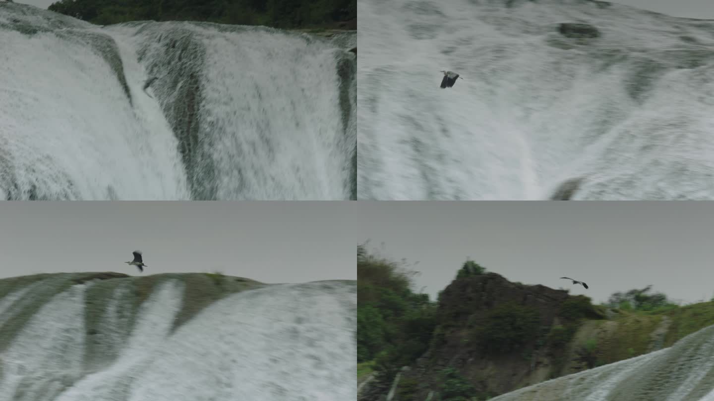 白鹭起飞 白鹭在瀑布前起飞 飞翔 瀑布