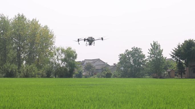 无人机喷洒农药 水稻种植