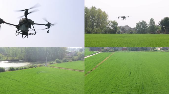 无人机喷洒农药 水稻种植