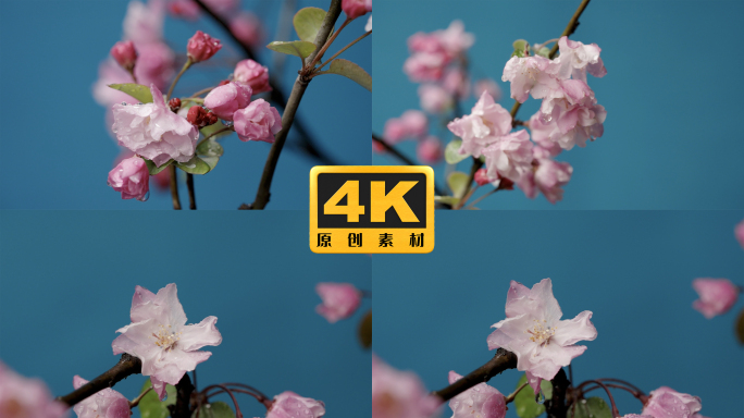 4K-春天的海棠花盛开，雨中海棠花