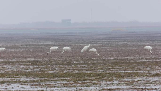 湿地草洲白鹤觅食