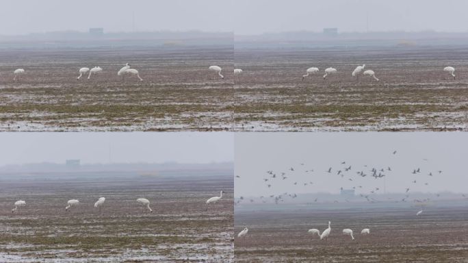 湿地草洲白鹤觅食