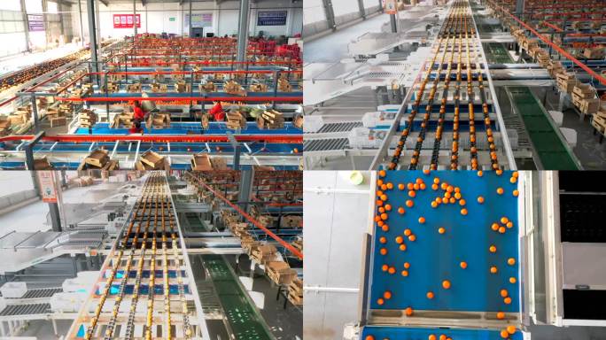 柑橘加工厂自动化分拣线