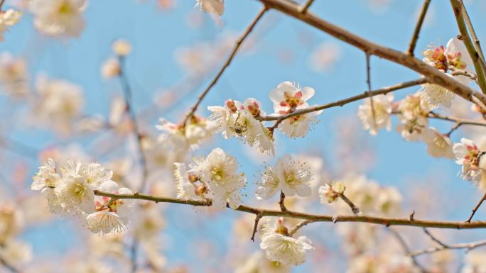 梅花蜜蜂采蜜