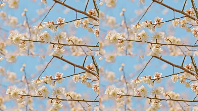 梅花蜜蜂采蜜