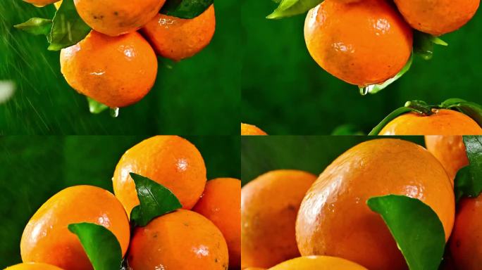 沃柑 沃桔 柑橘 橘子 水果 橙子