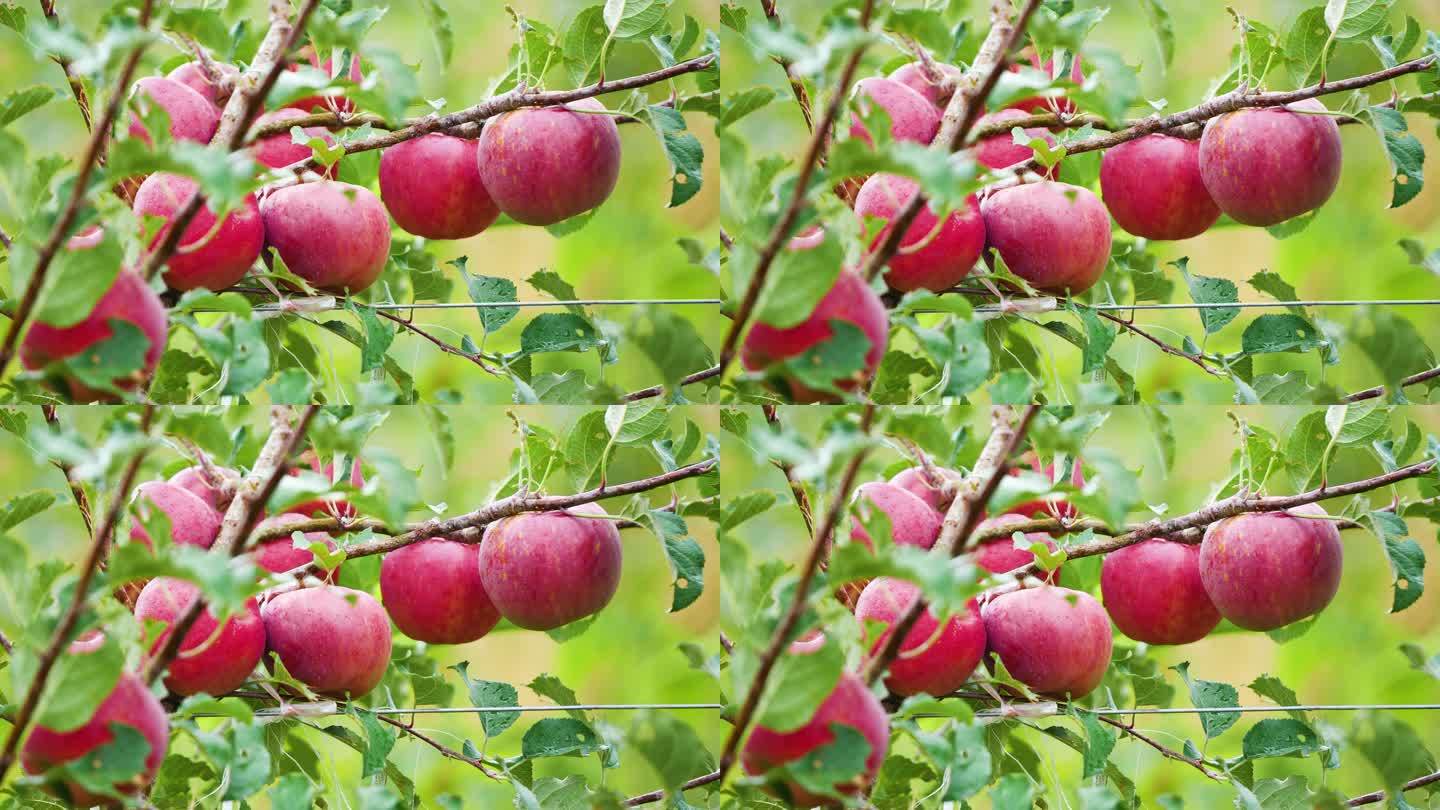 苹果树 苹果园 农业扶贫 庄园 农家乐