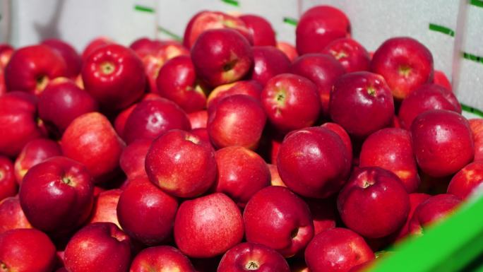 冰糖心苹果 农果业 有机水果 种植 种植