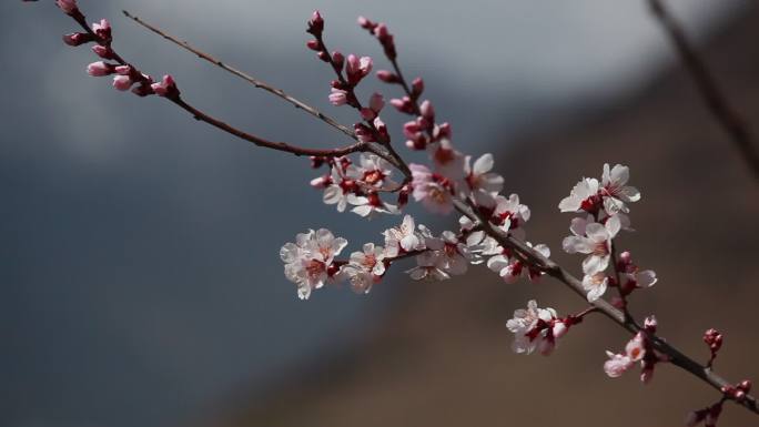 西藏 林芝 桃花