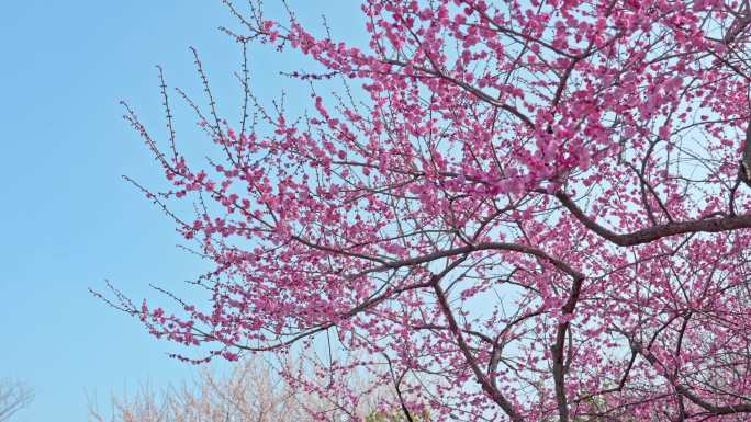 梅花空镜头