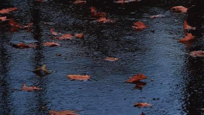 下雨、秋天、落叶