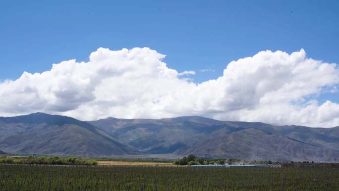 西藏种植园 拉萨种植园 山南种植园