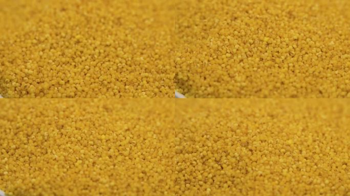 金黄色的小米