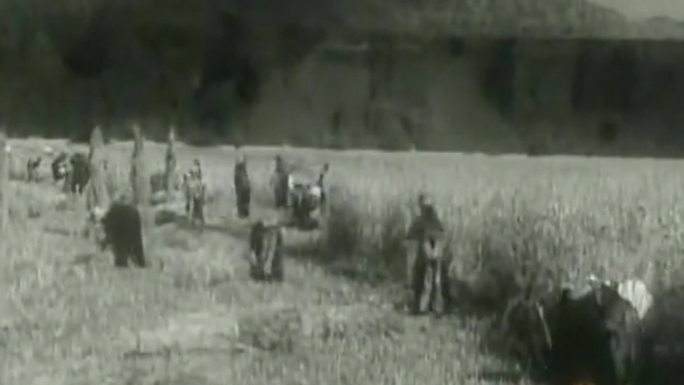 60年代高原青稞丰收收割视频
