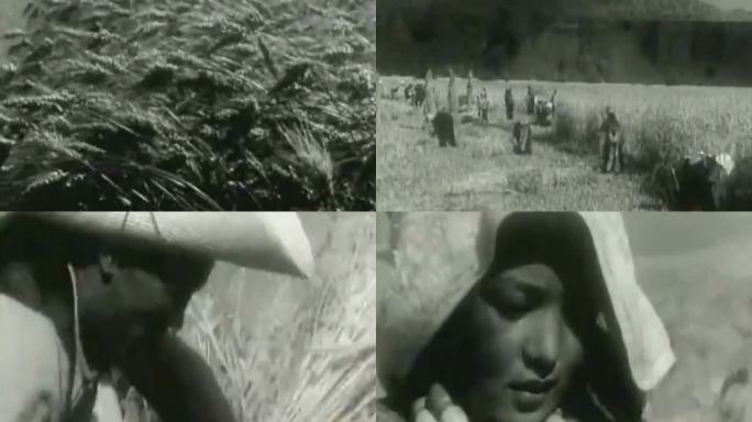60年代高原青稞丰收收割视频