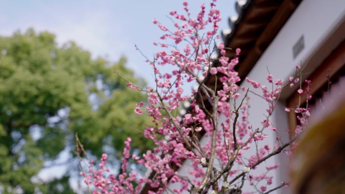 中式院墙内的梅花盆景