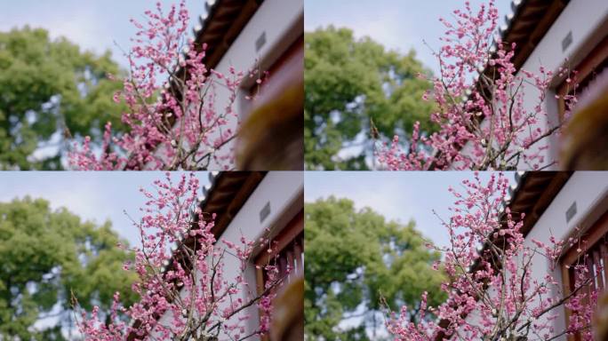 中式院墙内的梅花盆景