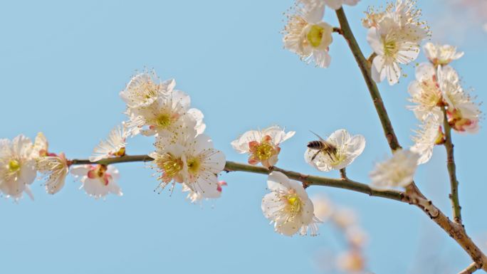 梅花蜜蜂采蜜