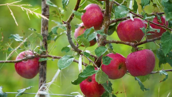 苹果未成熟 苹果种植基地 红富士 嘎啦
