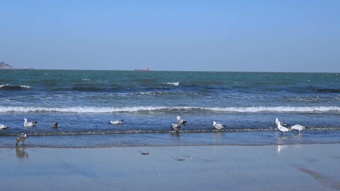 4K蓝天大海沙滩海鸥飞翔生态保护